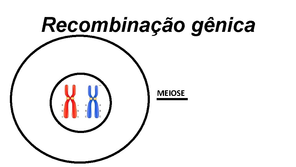 Recombinação gênica MEIOSE Recombinação gênica MEIOSE