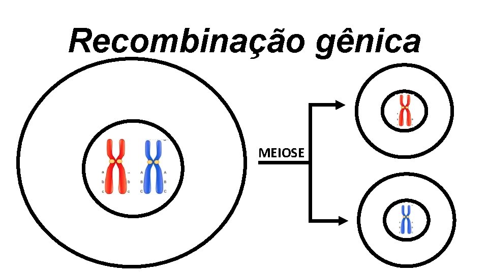 Recombinação gênica MEIOSE Recombinação gênica MEIOSE