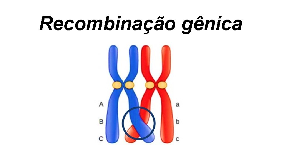 Recombinação gênica Recombinação gênica