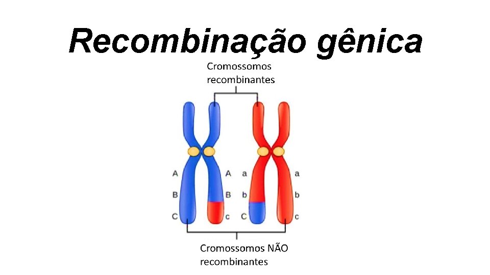 Recombinação gênica Recombinação gênica