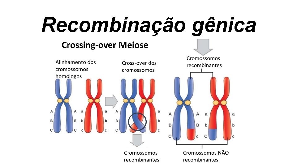 Recombinação gênica Recombinação gênica