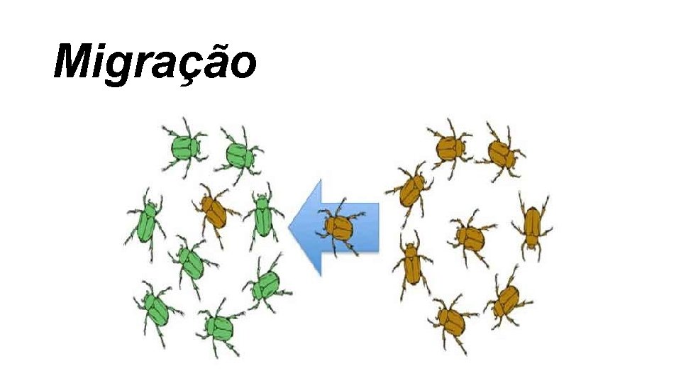 Migração Migração
