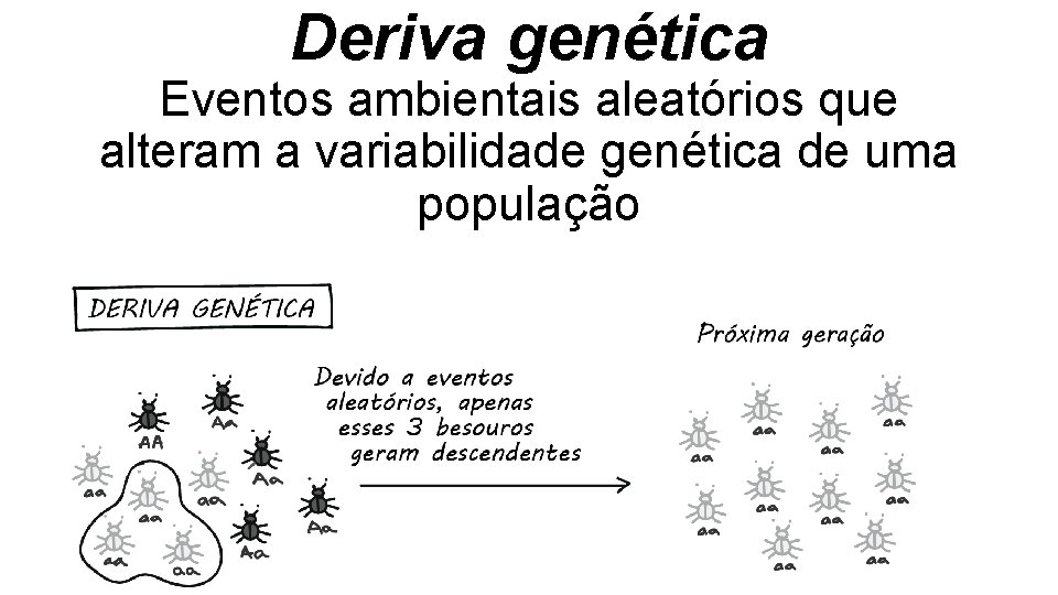 Deriva genética Eventos ambientais aleatórios que alteram a variabilidade genética de uma população Deriva genética Eventos ambientais aleatórios que alteram a variabilidade genética de uma população
