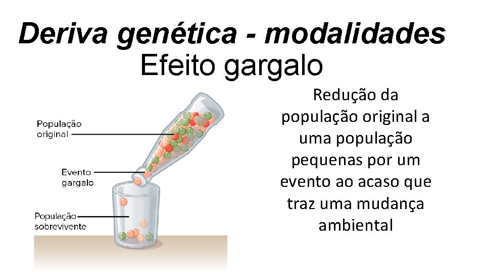 Deriva genética - modalidades Efeito gargalo Redução da população original a uma população pequenas Deriva genética - modalidades Efeito gargalo Redução da população original a uma população pequenas