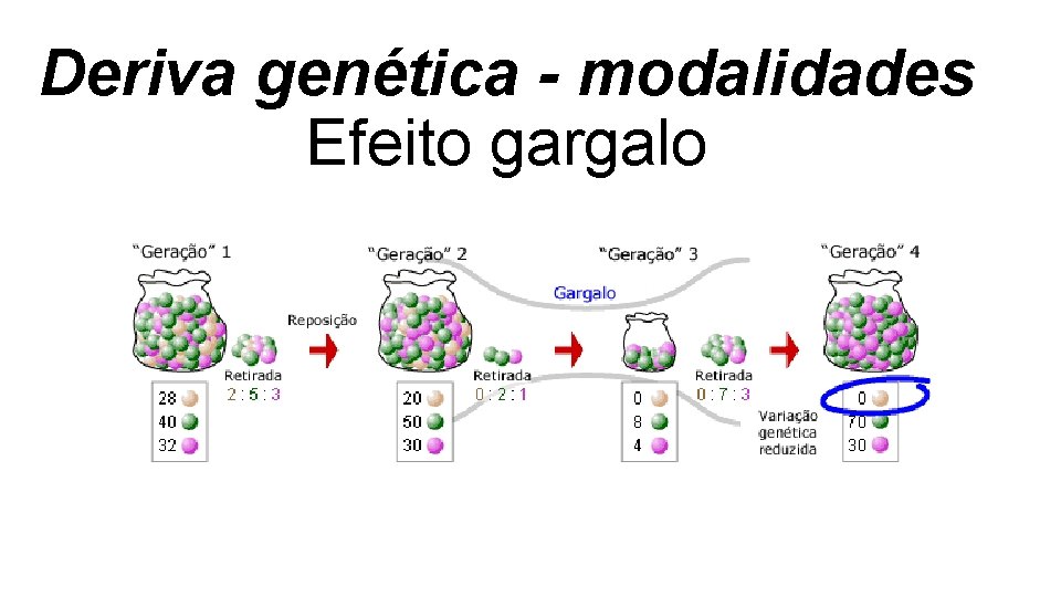 Deriva genética - modalidades Efeito gargalo Deriva genética - modalidades Efeito gargalo