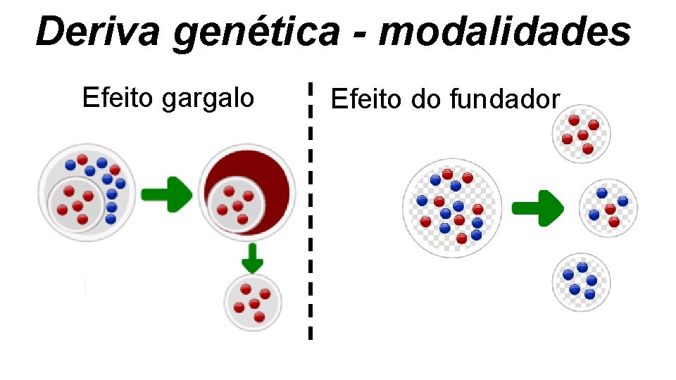 Deriva genética - modalidades Efeito gargalo Efeito do fundador Deriva genética - modalidades Efeito gargalo Efeito do fundador