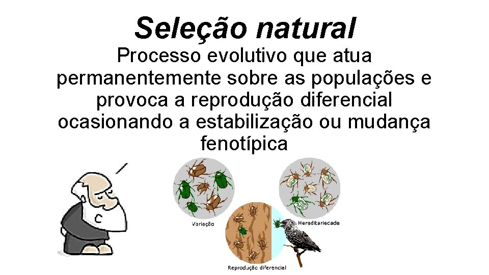 Seleção natural Processo evolutivo que atua permanentemente sobre as populações e provoca a reprodução Seleção natural Processo evolutivo que atua permanentemente sobre as populações e provoca a reprodução