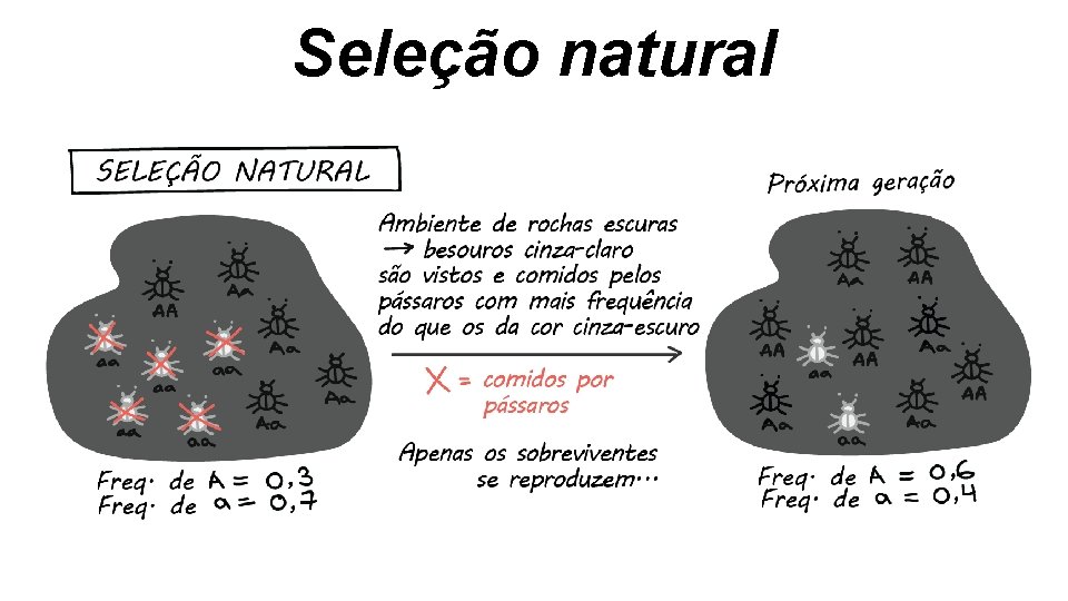 Seleção natural Seleção natural