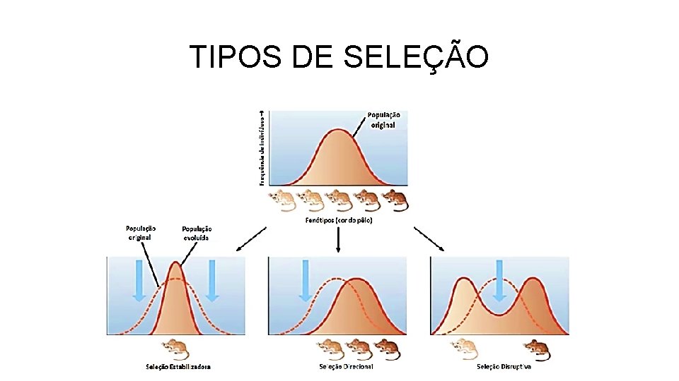 TIPOS DE SELEÇÃO TIPOS DE SELEÇÃO