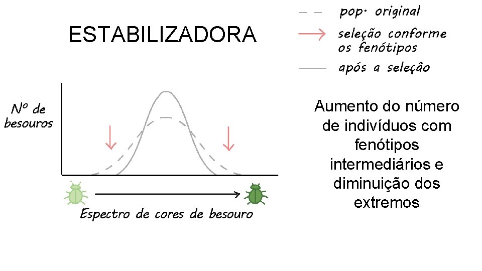 ESTABILIZADORA Aumento do número de indivíduos com fenótipos intermediários e diminuição dos extremos ESTABILIZADORA Aumento do número de indivíduos com fenótipos intermediários e diminuição dos extremos