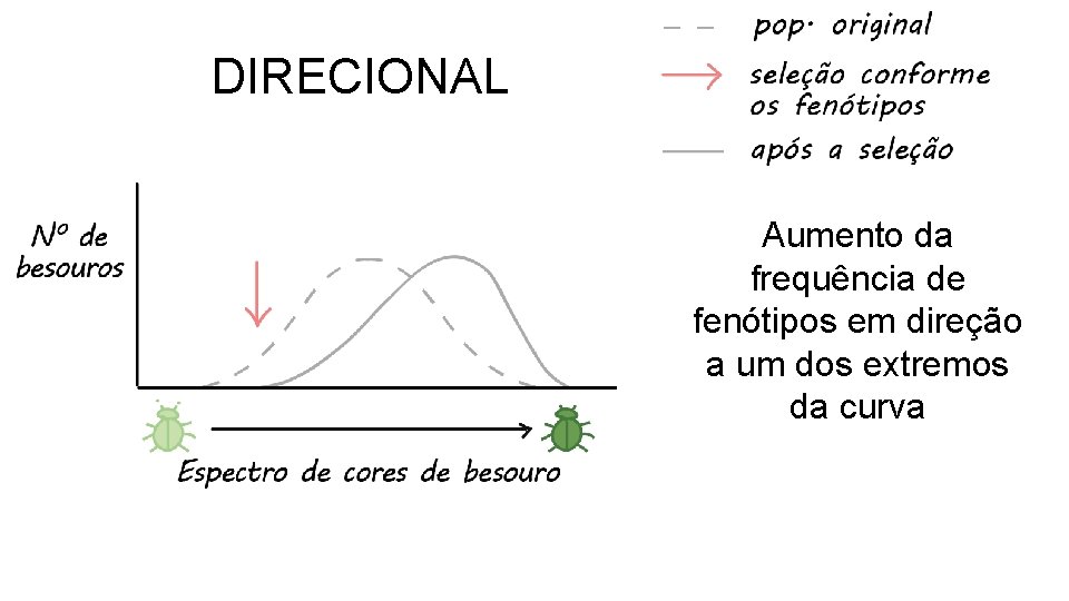 DIRECIONAL Aumento da frequência de fenótipos em direção a um dos extremos da curva DIRECIONAL Aumento da frequência de fenótipos em direção a um dos extremos da curva