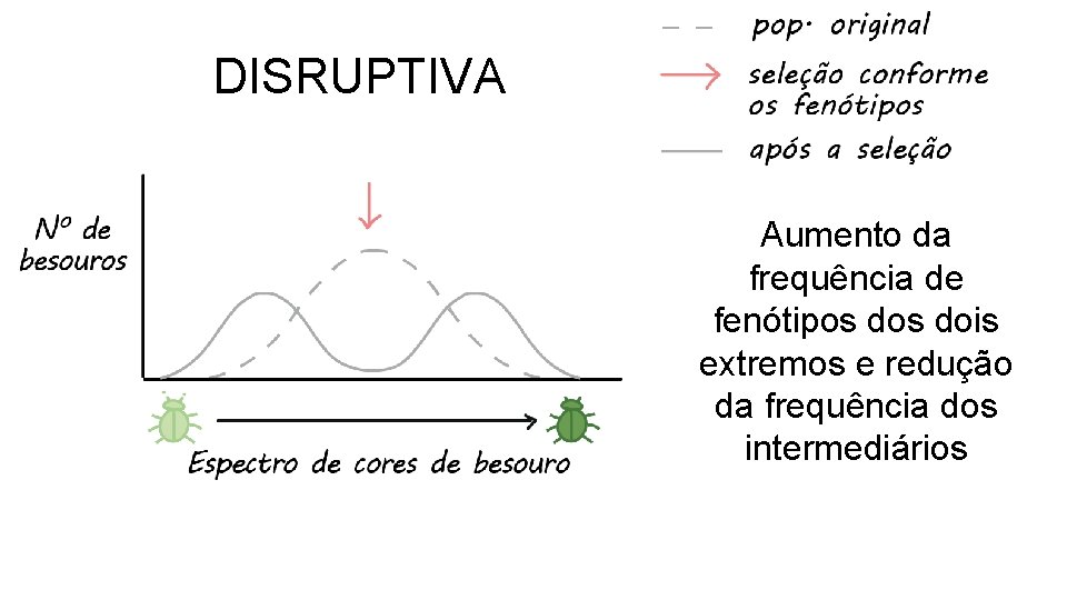 DISRUPTIVA Aumento da frequência de fenótipos dois extremos e redução da frequência dos intermediários DISRUPTIVA Aumento da frequência de fenótipos dois extremos e redução da frequência dos intermediários