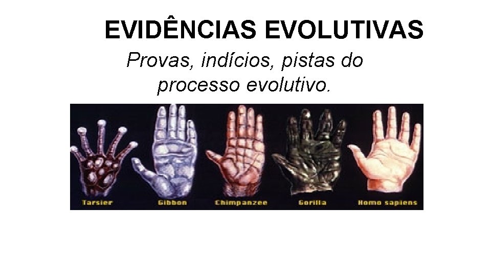 EVIDÊNCIAS EVOLUTIVAS Provas, indícios, pistas do processo evolutivo. EVIDÊNCIAS EVOLUTIVAS Provas, indícios, pistas do processo evolutivo.
