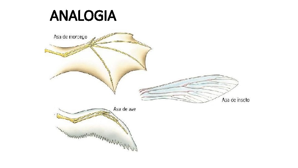 ANALOGIA ANALOGIA