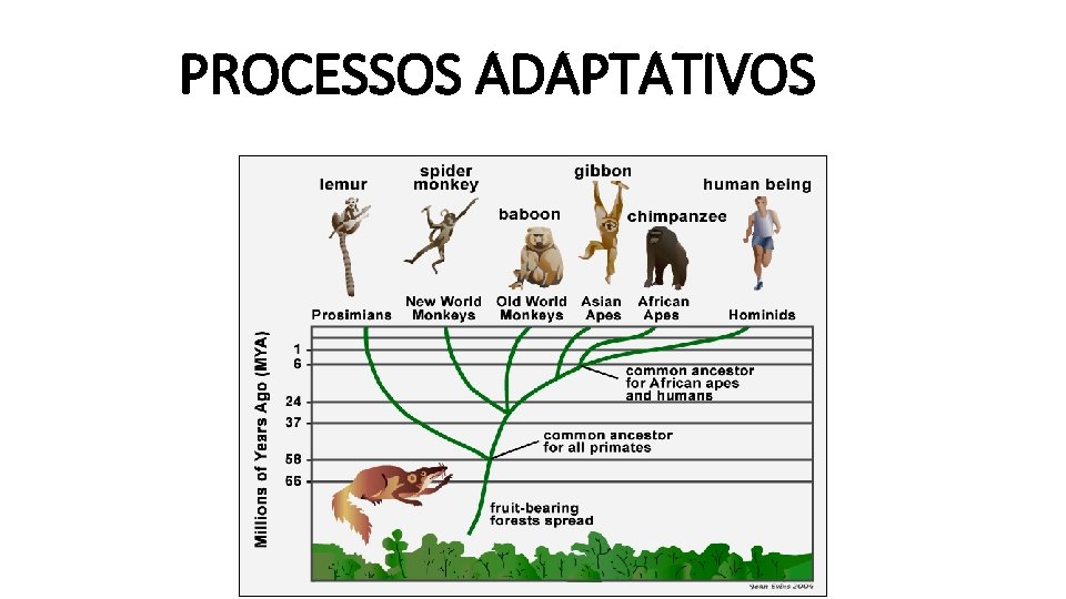 PROCESSOS ADAPTATIVOS PROCESSOS ADAPTATIVOS