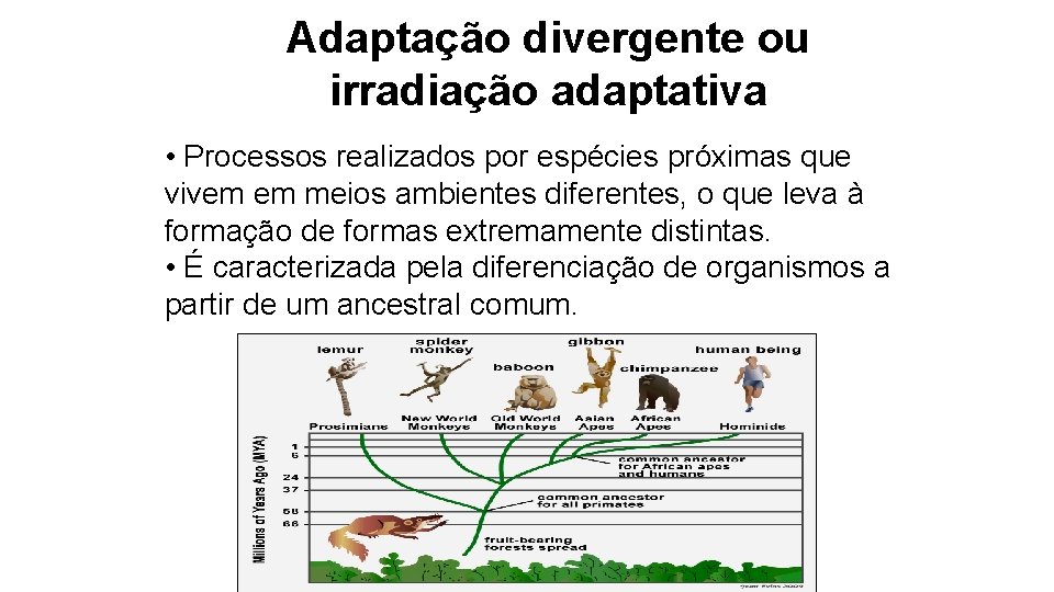 Adaptação divergente ou irradiação adaptativa • Processos realizados por espécies próximas que vivem em Adaptação divergente ou irradiação adaptativa • Processos realizados por espécies próximas que vivem em