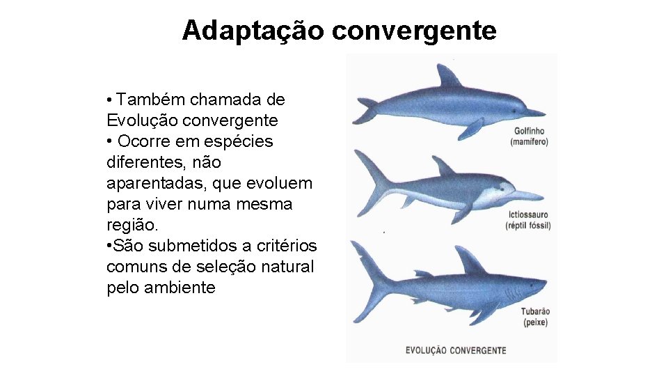 Adaptação convergente • Também chamada de Evolução convergente • Ocorre em espécies diferentes, não Adaptação convergente • Também chamada de Evolução convergente • Ocorre em espécies diferentes, não