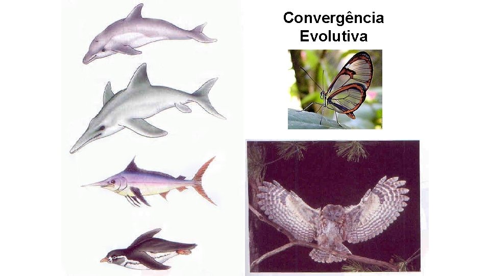 Convergência Evolutiva Convergência Evolutiva