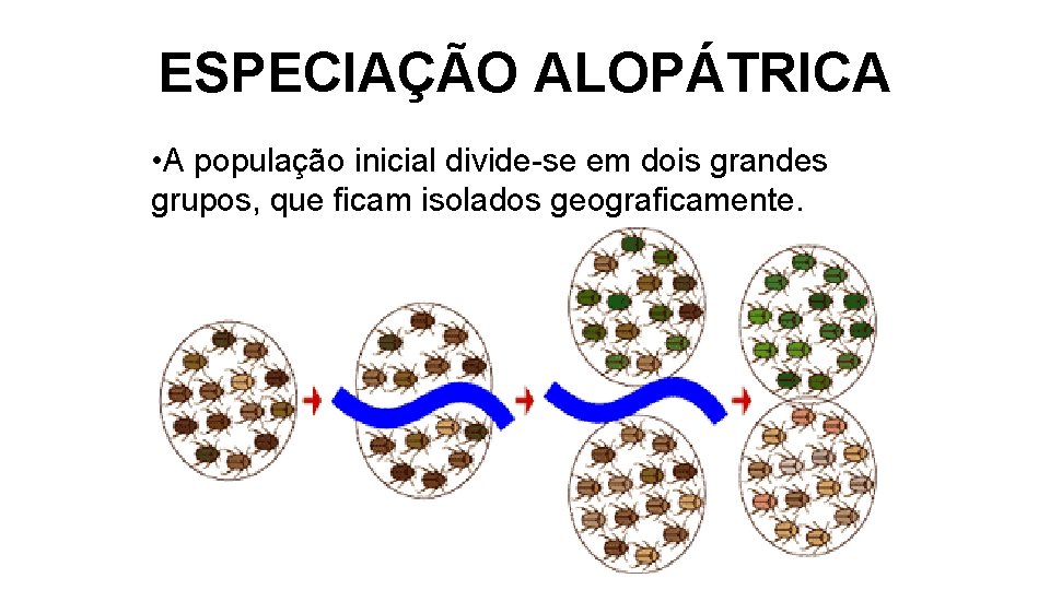 ESPECIAÇÃO ALOPÁTRICA • A população inicial divide-se em dois grandes grupos, que ficam isolados ESPECIAÇÃO ALOPÁTRICA • A população inicial divide-se em dois grandes grupos, que ficam isolados