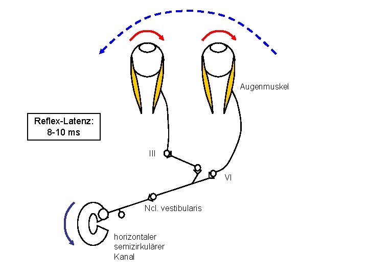 Augenmuskel Reflex-Latenz: 8 -10 ms III VI Ncl. vestibularis horizontaler semizirkulärer Kanal 