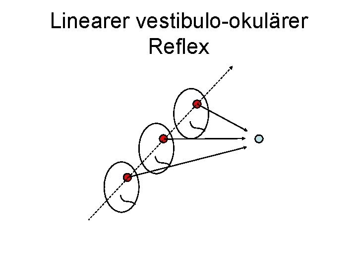 Linearer vestibulo-okulärer Reflex 