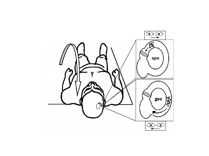 Manoeuvres for BPPV Daniele Nuti Dipartimento di Scienze Ortopediche, Radiologiche ed Otorinolaringoiatriche Università di
