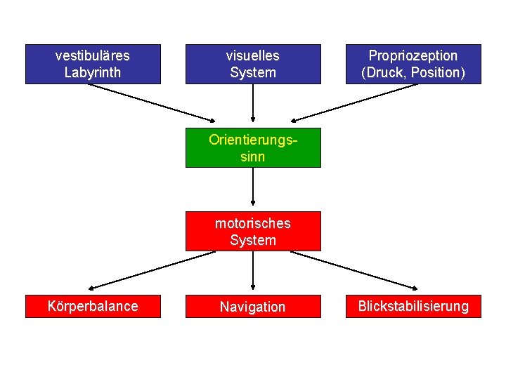 vestibuläres Labyrinth visuelles System Propriozeption (Druck, Position) Orientierungssinn motorisches System Körperbalance Navigation Blickstabilisierung 