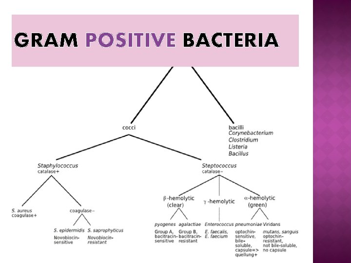 GRAM POSITIVE BACTERIA GRAM POSITIVE BACTERIA