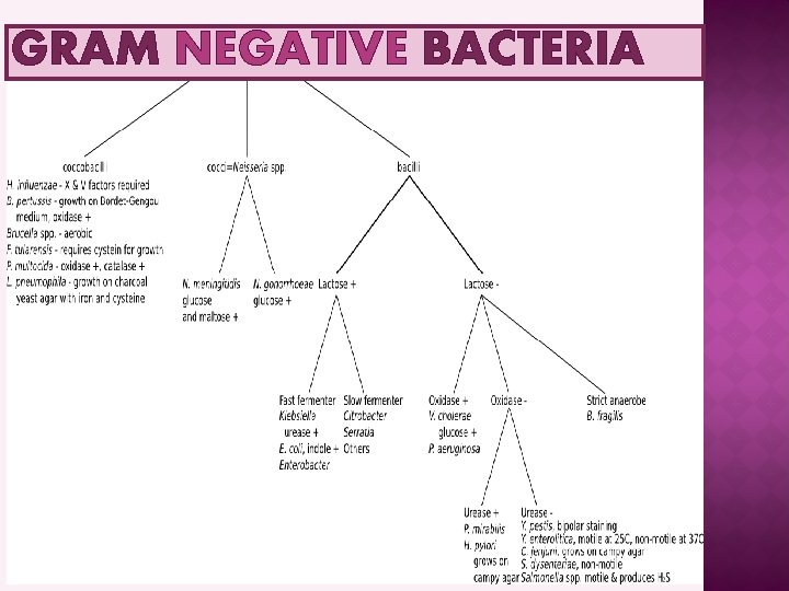 GRAM NEGATIVE BACTERIA 