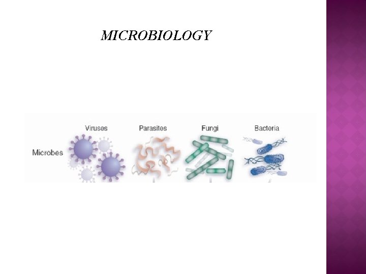 MICROBIOLOGY 