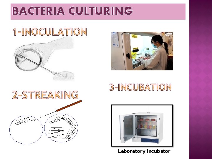 BACTERIA CULTURING Laboratory Incubator 