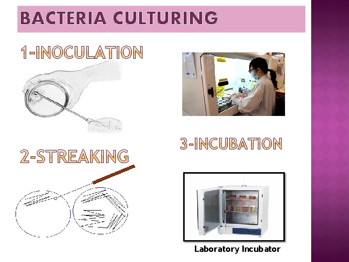 BACTERIA CULTURING Laboratory Incubator BACTERIA CULTURING Laboratory Incubator