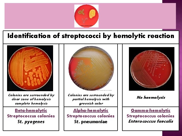 Identification of streptococci by hemolytic reaction Colonies are surrounded by clear zone of hemolysis Identification of streptococci by hemolytic reaction Colonies are surrounded by clear zone of hemolysis