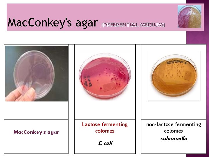 Mac. Conkey's agar (DEFERENTIAL MEDIUM) Lactose fermenting colonies E. coli non-lactose fermenting colonies salmonella