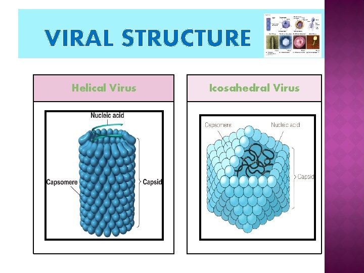 VIRAL STRUCTURE Helical Virus Icosahedral Virus 
