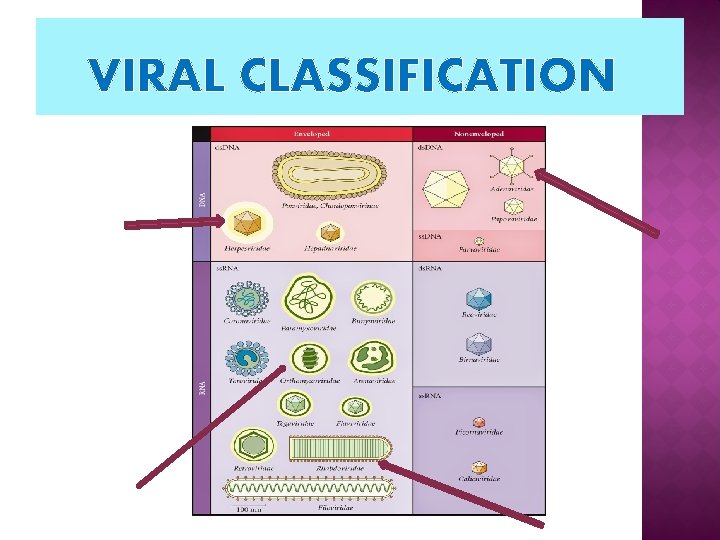 VIRAL CLASSIFICATION 