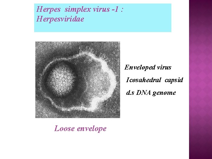Herpes simplex virus -1 : Herpesviridae Enveloped virus Icosahedral capsid d. s DNA genome