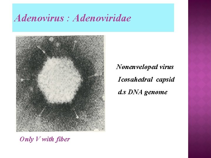 Adenovirus : Adenoviridae Nonenveloped virus Icosahedral capsid d. s DNA genome Only V with
