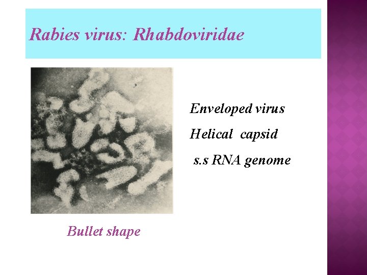 Rabies virus: Rhabdoviridae Enveloped virus Helical capsid s. s RNA genome Bullet shape 