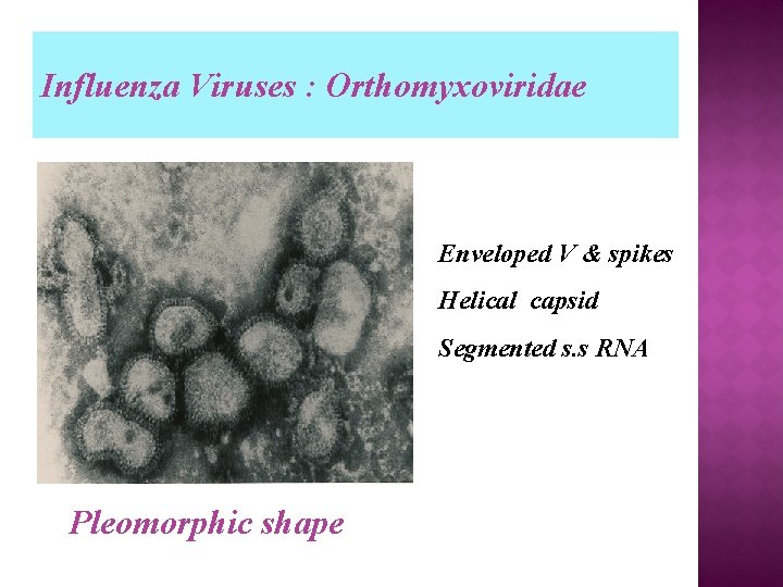 Influenza Viruses : Orthomyxoviridae Enveloped V & spikes Helical capsid Segmented s. s RNA