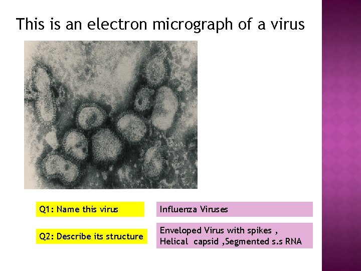 This is an electron micrograph of a virus Q 1: Name this virus Influenza This is an electron micrograph of a virus Q 1: Name this virus Influenza