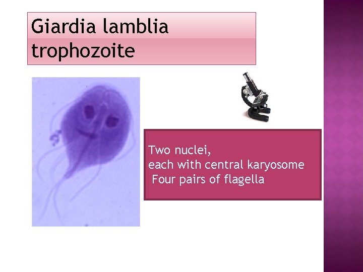 Giardia lamblia trophozoite Two nuclei, each with central karyosome Four pairs of flagella Giardia lamblia trophozoite Two nuclei, each with central karyosome Four pairs of flagella