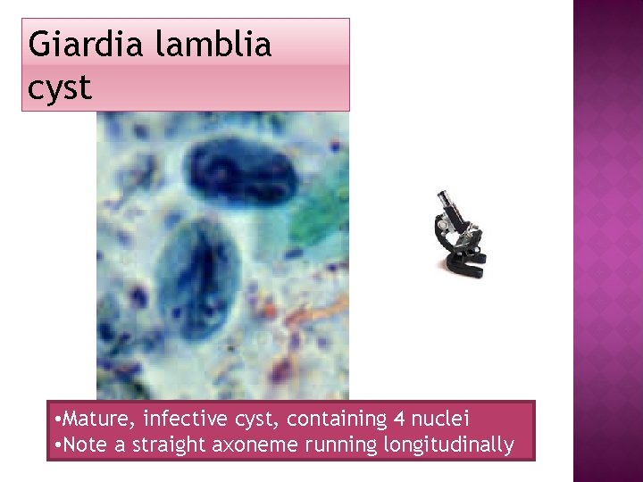 Giardia lamblia cyst • Mature, infective cyst, containing 4 nuclei • Note a straight Giardia lamblia cyst • Mature, infective cyst, containing 4 nuclei • Note a straight