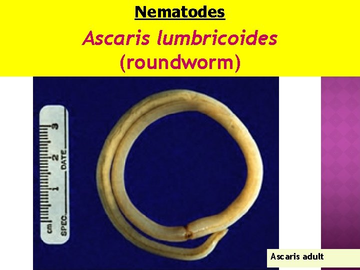 Nematodes Ascaris lumbricoides (roundworm) Ascaris adult 