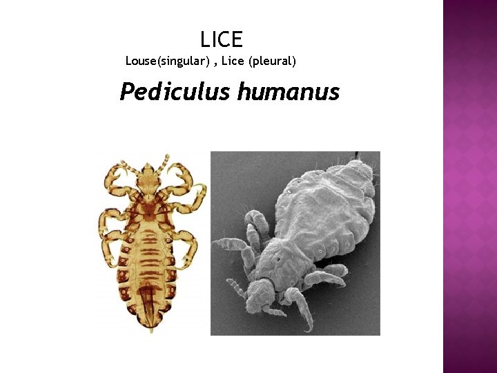 LICE Louse(singular) , Lice (pleural) Pediculus humanus LICE Louse(singular) , Lice (pleural) Pediculus humanus