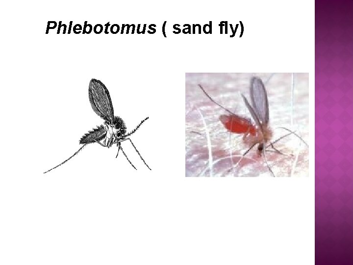 Phlebotomus ( sand fly) Phlebotomus ( sand fly)