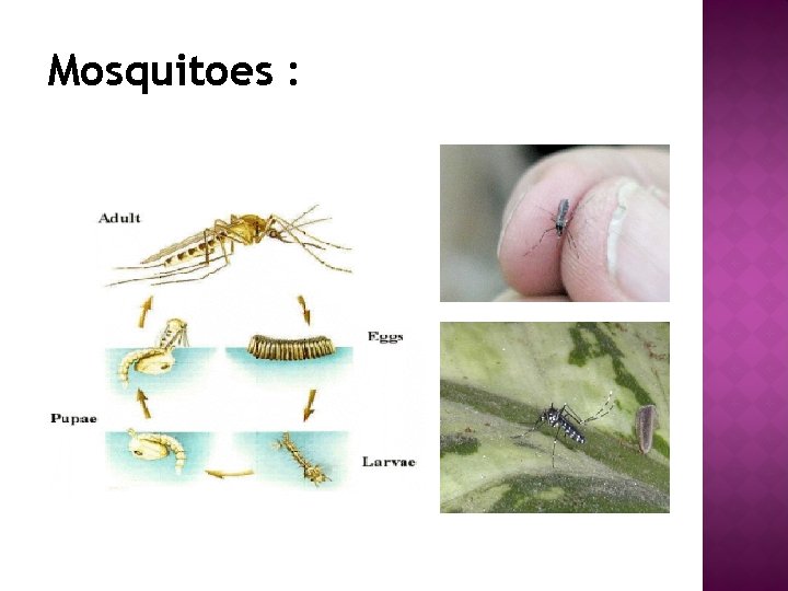Mosquitoes : 