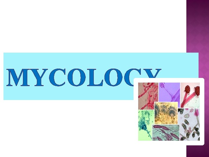 MYCOLOGY MYCOLOGY