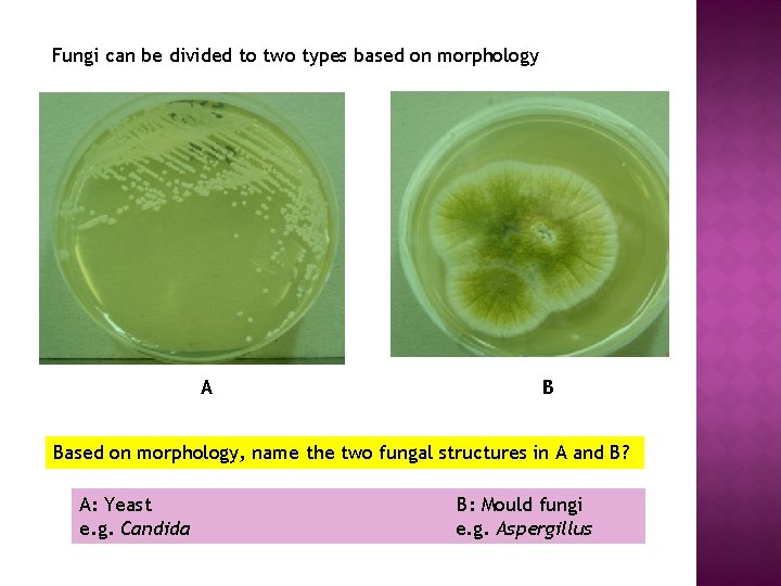 Fungi can be divided to two types based on morphology A B Based on