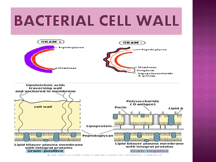 BACTERIAL CELL WALL 